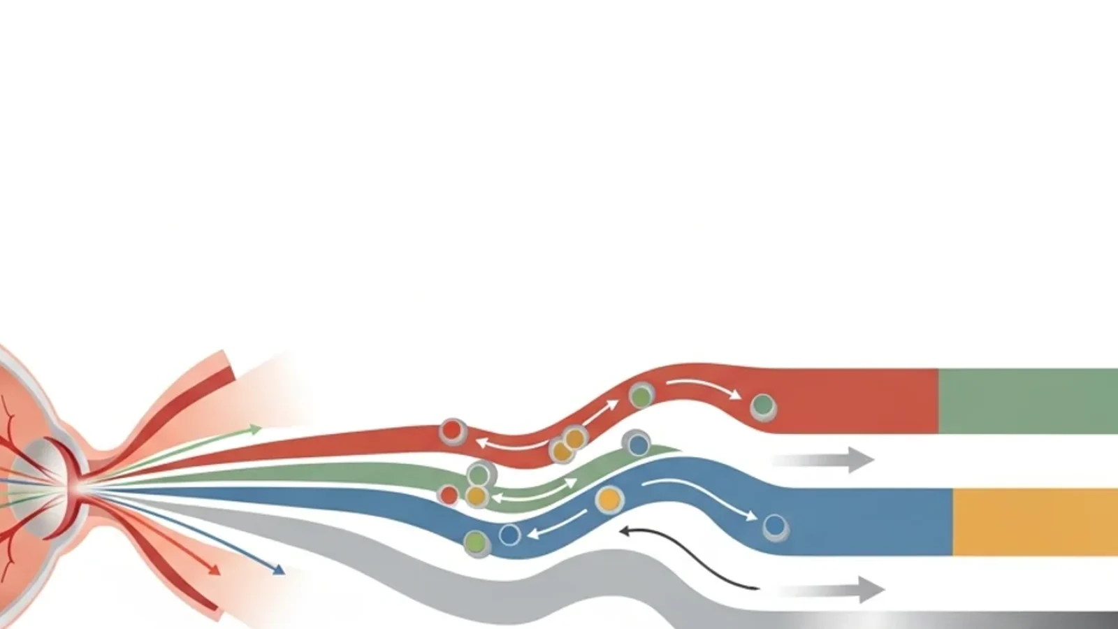 Wordless scientific illustration showing color signal streams traveling from the eye toward visual processing pathways.